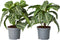 Plant in a Box - Aphelandra - Set van 2 - Zebraplant - Groene kamerplant - Unieke bladeren - Pot 13cm - Hoogte 25-45cm