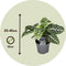 Plant in a Box - Aphelandra - Set van 2 - Zebraplant - Groene kamerplant - Unieke bladeren - Pot 13cm - Hoogte 25-45cm