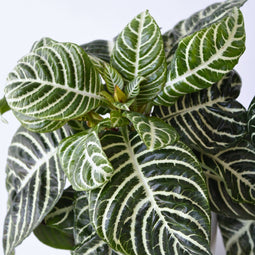 Plant in a Box - Aphelandra - Set van 4 - Zebraplant - Groene kamerplant - Unieke bladeren - Pot 13cm - Hoogte 25-45cm