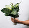 Plant in a Box - Aphelandra - Set van 4 - Zebraplant - Groene kamerplant - Unieke bladeren - Pot 13cm - Hoogte 25-45cm
