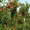 Plant in a Box - Appelbomen - set van 3 soorten - Malus 'Braeburn', 'Golden Delicious', 'Malus Gala' - fruitbomen - pot 9cm - hoogte 60-70cm