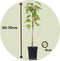 Plant in a Box - Appelbomen - set van 3 soorten - Malus 'Braeburn', 'Golden Delicious', 'Malus Gala' - fruitbomen - pot 9cm - hoogte 60-70cm