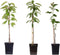 Plant in a Box - Appelbomen - set van 3 soorten - Malus 'Braeburn', 'Golden Delicious', 'Malus Gala' - fruitbomen - pot 9cm - hoogte 60-70cm