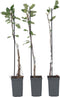 Plant in a Box - Appelbomen - set van 6 - Malus 'Braeburn', 'Golden Delicious', 'Malus Gala' - fruitbomen - pot 9cm - hoogte 60-70cm