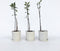 Plant in a Box - Appelbomen - set van 6 - Malus 'Braeburn', 'Golden Delicious', 'Malus Gala' - fruitbomen - pot 9cm - hoogte 60-70cm