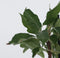 Plant in a Box - Appelbomen - set van 6 - Malus 'Braeburn', 'Golden Delicious', 'Malus Gala' - fruitbomen - pot 9cm - hoogte 60-70cm