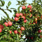 Plant in a Box - Appelbomen - set van 6 - Malus 'Braeburn', 'Golden Delicious', 'Malus Gala' - fruitbomen - pot 9cm - hoogte 60-70cm