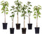 Plant in a Box - Appelbomen - set van 6 - Malus 'Braeburn', 'Golden Delicious', 'Malus Gala' - fruitbomen - pot 9cm - hoogte 60-70cm