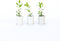Plant in a Box - Arbutus Unedo - Set van 3 - Aardbeienboom - Witte lichtroze bloemen - Pot 9cm - Hoogte 25-40cm