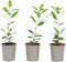 Plant in a Box - Arbutus Unedo - Set van 3 - Aardbeienboom - Witte lichtroze bloemen - Pot 9cm - Hoogte 25-40cm