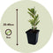 Plant in a Box - Arbutus Unedo - Set van 3 - Aardbeienboom - Witte lichtroze bloemen - Pot 9cm - Hoogte 25-40cm