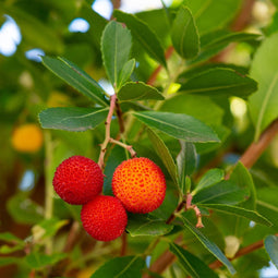 Plant in a Box - Arbutus Unedo - Set van 6 - Aardbeienboom - Witte lichtroze bloemen - Pot 9cm - Hoogte 25-40cm