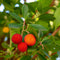 Plant in a Box - Arbutus Unedo - Set van 6 - Aardbeienboom - Witte lichtroze bloemen - Pot 9cm - Hoogte 25-40cm