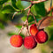 Plant in a Box - Arbutus Unedo - Set van 6 - Aardbeienboom - Witte lichtroze bloemen - Pot 9cm - Hoogte 25-40cm