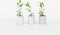 Plant in a Box - Arbutus Unedo - Set van 6 - Aardbeienboom - Witte lichtroze bloemen - Pot 9cm - Hoogte 25-40cm