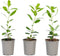 Plant in a Box - Arbutus Unedo - Set van 6 - Aardbeienboom - Witte lichtroze bloemen - Pot 9cm - Hoogte 25-40cm