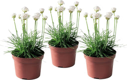 Plant in a Box - Armeria maritima - Ameria wit - Set van 3 - Pot 12cm - Hoogte 20-30cm