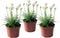 Plant in a Box - Armeria maritima - Ameria wit - Set van 3 - Pot 12cm - Hoogte 20-30cm