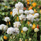 Plant in a Box - Armeria maritima - Ameria wit - Set van 3 - Pot 12cm - Hoogte 20-30cm