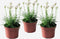 Plant in a Box - Armeria maritima - Ameria wit - Set van 3 - Pot 12cm - Hoogte 20-30cm