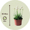 Plant in a Box - Armeria maritima - Ameria wit - Set van 3 - Pot 12cm - Hoogte 20-30cm