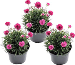 Plant in a Box - Armeria maritima - Set van 3 - Roze bloeiende tuinplanten - Pot 12cm - Hoogte 20-30cm