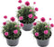 Plant in a Box - Armeria maritima - Set van 3 - Roze bloeiende tuinplanten - Pot 12cm - Hoogte 20-30cm