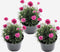 Plant in a Box - Armeria maritima - Set van 3 - Roze bloeiende tuinplanten - Pot 12cm - Hoogte 20-30cm