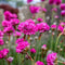 Plant in a Box - Armeria maritima - Set van 3 - Roze bloeiende tuinplanten - Pot 12cm - Hoogte 20-30cm