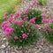 Plant in a Box - Armeria maritima - Set van 3 - Roze bloeiende tuinplanten - Pot 12cm - Hoogte 20-30cm