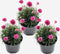 Plant in a Box - Armeria maritima - Set van 3 - Roze bloeiende tuinplanten - Pot 12cm - Hoogte 20-30cm