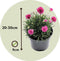 Plant in a Box - Armeria maritima - Set van 3 - Roze bloeiende tuinplanten - Pot 12cm - Hoogte 20-30cm