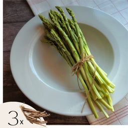 Plant in a Box - Asparagus Gijnlim - Set van 3 - Groene Asperge - Wortelstokken