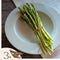 Plant in a Box - Asparagus Gijnlim - Set van 3 - Groene Asperge - Wortelstokken