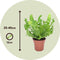 Plant in a Box - Asplenium Crispy Wave - Asplenium nidus 'Crispy Wave' - Luchtzuiverende kamerplanten - Pot 12cm - Hoogte 25-40cm