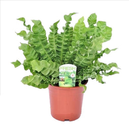 Plant in a Box - Asplenium nidus - Crispy Wave - Pot 17cm - Hoogte 40-50cm