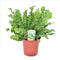 Plant in a Box - Asplenium nidus - Crispy Wave - Pot 17cm - Hoogte 40-50cm