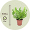 Plant in a Box - Asplenium nidus - Crispy Wave - Pot 17cm - Hoogte 40-50cm