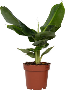Plant in a Box - Bananenplant - Musa 'Oriental Dwarf' - Hoogte 25-40cm - Pot 12cm - Kamerplant - Groen