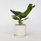 Plant in a Box - Bananenplant - Musa 'Oriental Dwarf' - Hoogte 25-40cm - Pot 12cm - Kamerplant - Groen