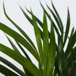 Plant in a Box - Beaucarnea recurvata - Bijzondere kamerplant met robuuste stam - Olifantspoot - Pot 21cm - Hoogte 60-70cm