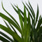 Plant in a Box - Beaucarnea recurvata - Bijzondere kamerplant met robuuste stam - Olifantspoot - Pot 21cm - Hoogte 60-70cm