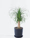 Plant in a Box - Beaucarnea recurvata - Bijzondere kamerplant met robuuste stam - Olifantspoot - Pot 21cm - Hoogte 60-70cm