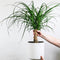 Plant in a Box - Beaucarnea recurvata - Bijzondere kamerplant met robuuste stam - Olifantspoot - Pot 21cm - Hoogte 60-70cm