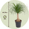 Plant in a Box - Beaucarnea recurvata - Bijzondere kamerplant met robuuste stam - Olifantspoot - Pot 21cm - Hoogte 60-70cm