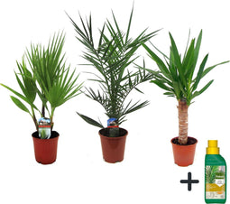 Plant in a Box - Binnen Palmen Mix - Mix van 3 - Pokon - Washingtonia - Yucca - Phoenix - Pot 14cm - Hoogte 50-70cm