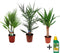 Plant in a Box - Binnen Palmen Mix - Mix van 3 - Pokon - Washingtonia - Yucca - Phoenix - Pot 14cm - Hoogte 50-70cm