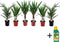Plant in a Box - Binnen Palmen Mix - Mix van 6 - Pokon - Washingtonia - Yucca - Phoenix - Pot 14cm - Hoogte 50-70cm