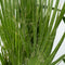 Plant in a Box - Binnen Palmen Mix - Mix van 6 - Pokon - Washingtonia - Yucca - Phoenix - Pot 14cm - Hoogte 50-70cm