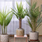 Plant in a Box - Binnen Palmen Mix - Mix van 6 - Pokon - Washingtonia - Yucca - Phoenix - Pot 14cm - Hoogte 50-70cm